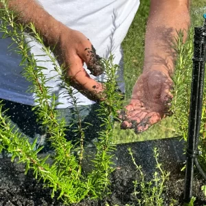 Mãos de homem cuidando de plantas em canteiro elevado.
