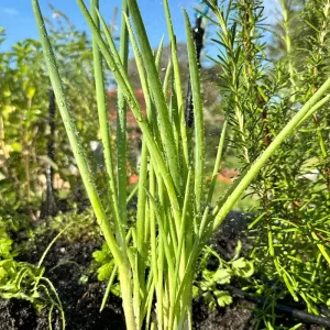 Muda de cebolinha em detalhe com gotas de água.