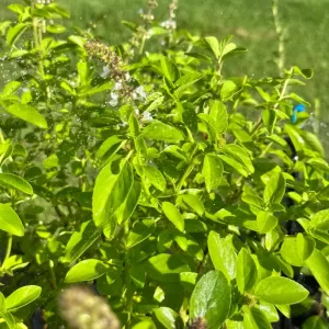 Pé de manjericão em detalhe com gotas de água.