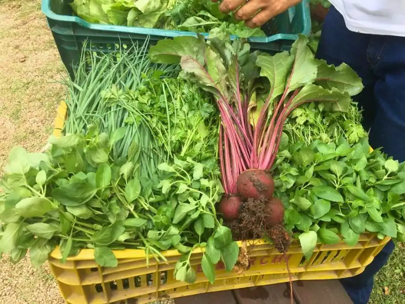 Caixa plástica cheia de temperos, beterraba e ervas frescas colhidas.