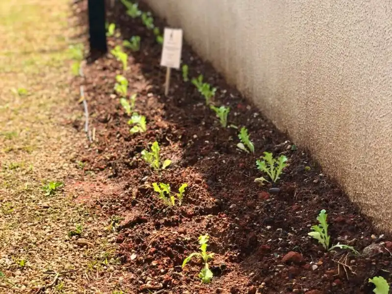 Mudas recém-plantadas em canteiro linear rente ao muro do prédio.