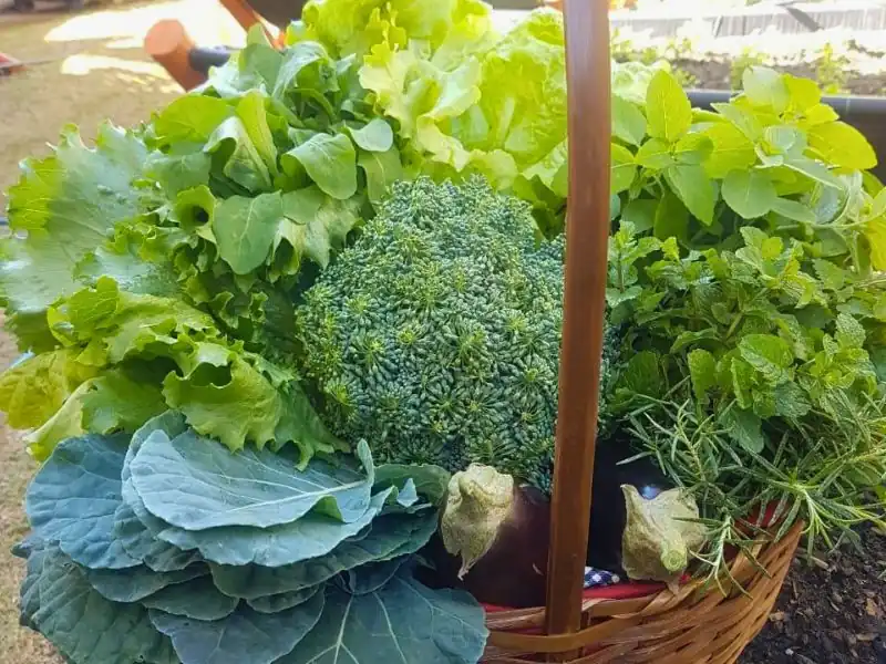 Cesta de vime repleta de hortaliças frescas, brócolis e ervas colhidas no prédio.