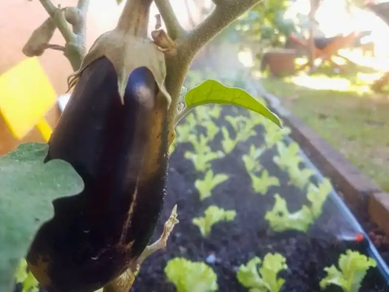 Detalhe de berinjela crescendo em horta de condomínio com sistema de irrigação e canteiros ao fundo.