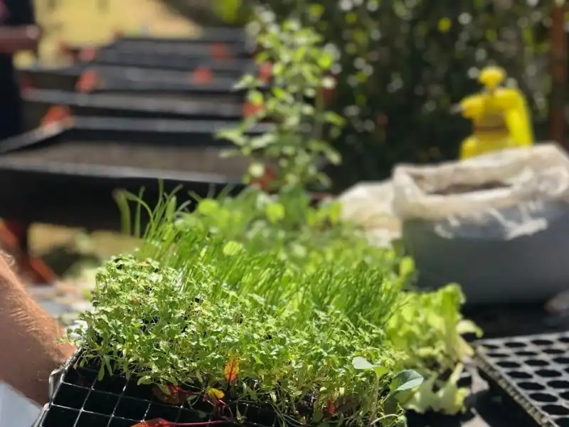 Close em bandejas de mudas orgânicas de temperos e hortaliças.