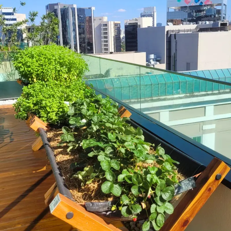 Horta suspensa em rooftop com morangos e ervas, horta em empresa para alimentação saudável e ações ESG.