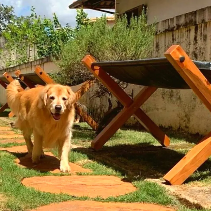 Cachorro caminhando ao lado de cantinhos de ervas e temperos em jardim residencial, mostrando convivência leve com o espaço.