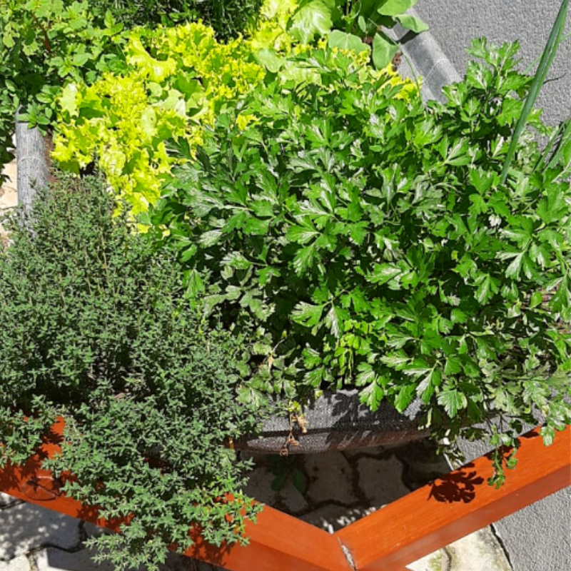 Horta Suspensa Jardim de Comer: Canteiro repleto de temperos e ervas viçosos.