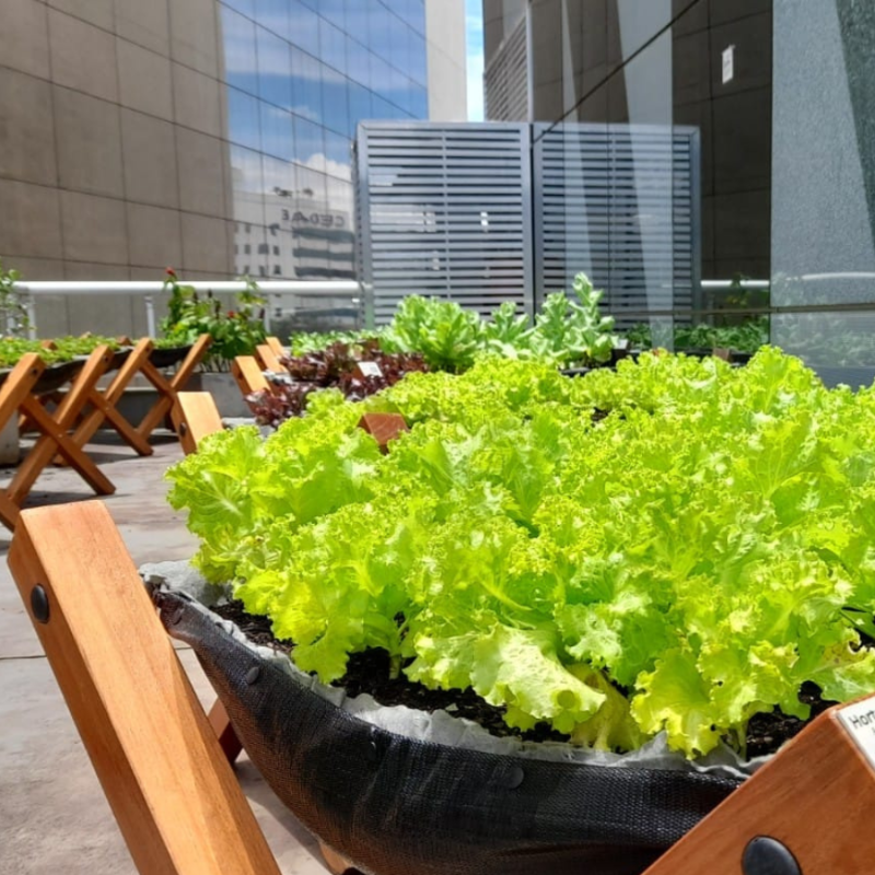 Horta Suspensa Jardim de Comer: Conjunto de estruturas instaladas em terraço, plantadas com hortaliças, no ponto de colher.