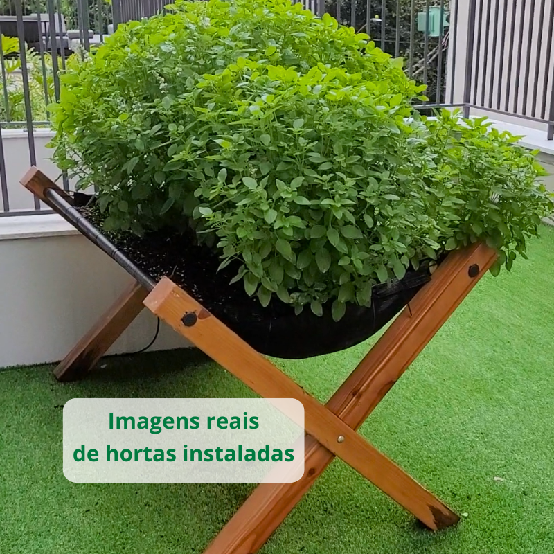 Horta Suspensa Jardim de Comer: Canteiro plantado com manjericão, alto, bonito e viçoso.